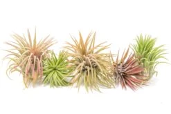 XL Tillandsia Ionantha Rubra Air Plants 6 XL Tillandsia Ionantha Rubra Air Plants -Air Plant World Tillandsia Air Plant Ionantha Rubra XL 1 7c045262 f057 4e05 b55b b62b12200938