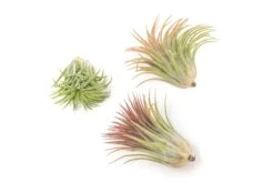 Large Tillandsia Ionantha Rubra Air Plants -Air Plant World Tillandsia Air Plant Ionantha Rubra XL 2 1