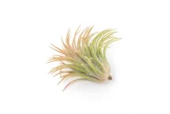SALE - Large Tillandsia Ionantha Rubra Air Plants - Set Of 10 Or 20 - 40% Off 7 SALE - Large Tillandsia Ionantha Rubra Air Plants - Set Of 10 Or 20 - 40% Off -Air Plant World Tillandsia Air Plant Ionantha Rubra XL 3 1