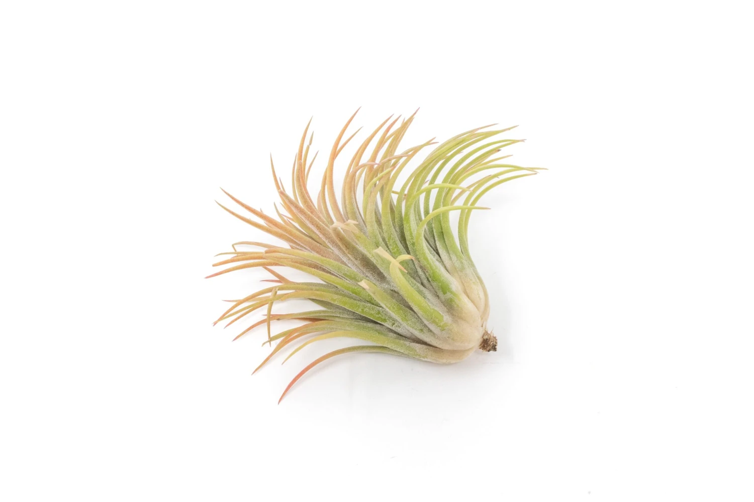 SALE - Large Tillandsia Ionantha Rubra Air Plants - Set Of 10 Or 20 - 40% Off 3 SALE - Large Tillandsia Ionantha Rubra Air Plants - Set Of 10 Or 20 - 40% Off - Image 3