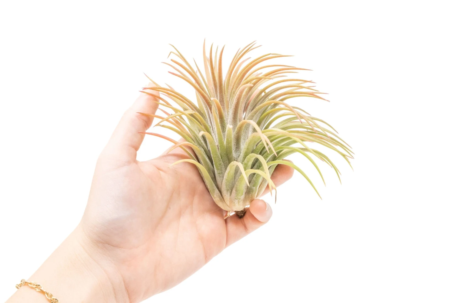 SALE - XL Tillandsia Ionantha Rubra Air Plants - Set Of 10 Or 20 - 40% Off 2 SALE - XL Tillandsia Ionantha Rubra Air Plants - Set Of 10 Or 20 - 40% Off - Image 2