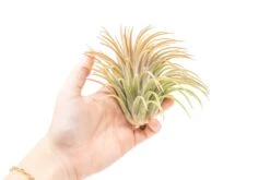 XL Tillandsia Ionantha Rubra Air Plants
