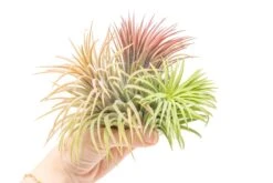 XL Tillandsia Ionantha Rubra Air Plants 7 XL Tillandsia Ionantha Rubra Air Plants -Air Plant World Tillandsia Air Plant Ionantha Rubra XL 5 f698e82e 3939 4efa abd6 ba8ff67cdf1f