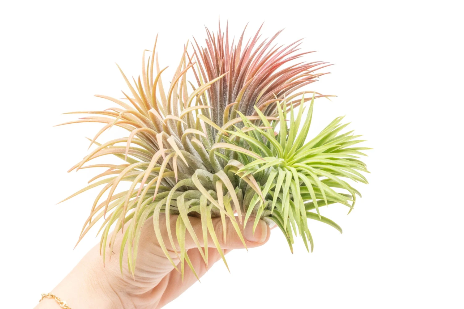 XL Tillandsia Ionantha Rubra Air Plants 4 XL Tillandsia Ionantha Rubra Air Plants - Image 4