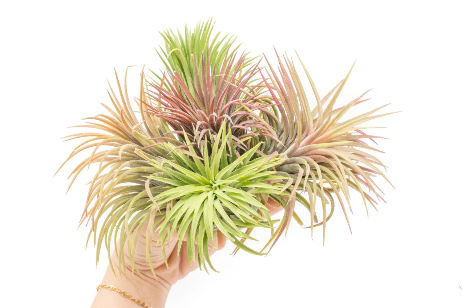 SALE - XL Tillandsia Ionantha Rubra Air Plants - Set Of 10 Or 20 - 40% Off 3 SALE - XL Tillandsia Ionantha Rubra Air Plants - Set Of 10 Or 20 - 40% Off - Image 3