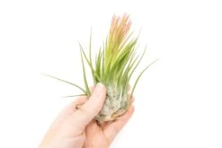 SALE - XL Tillandsia Ionantha Scaposa - Set Of 5 Or 10 - 30% Off 6 SALE - XL Tillandsia Ionantha Scaposa - Set Of 5 Or 10 - 30% Off -Air Plant World Tillandsia Air Plant Ionantha Scaposa XL 2