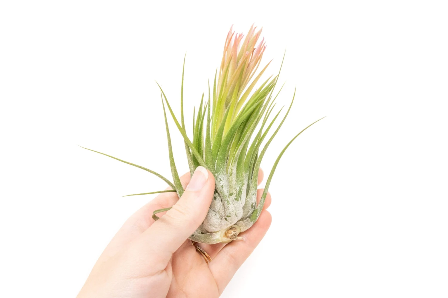 SALE - XL Tillandsia Ionantha Scaposa - Set Of 5 Or 10 - 30% Off 3 SALE - XL Tillandsia Ionantha Scaposa - Set Of 5 Or 10 - 30% Off - Image 3