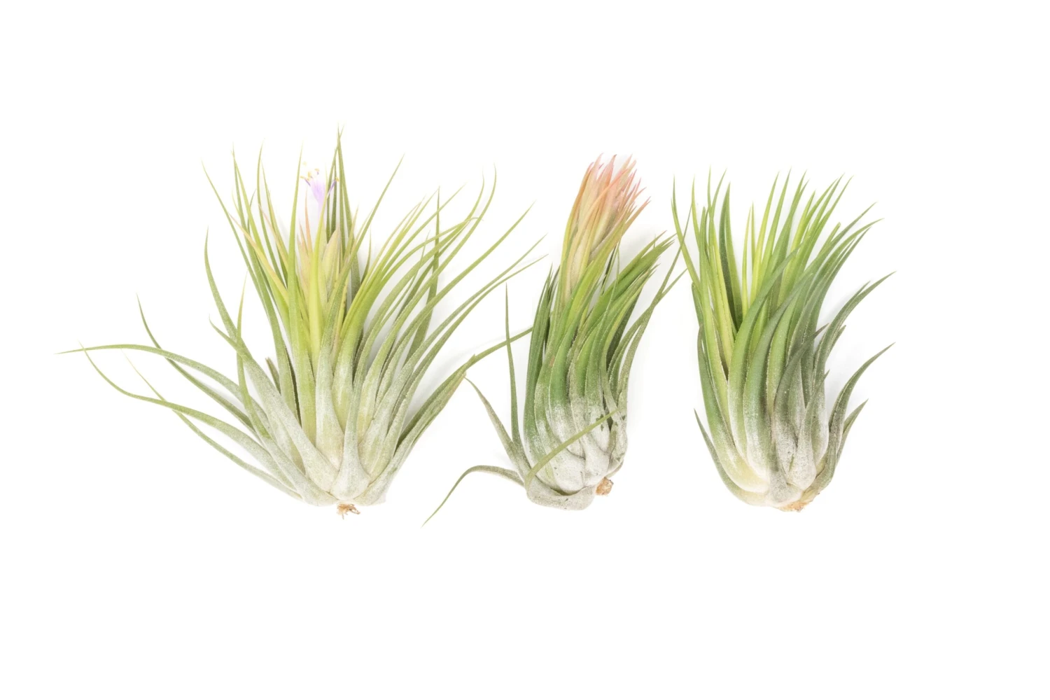 SALE - XL Tillandsia Ionantha Scaposa - Set Of 5 Or 10 - 30% Off 4 SALE - XL Tillandsia Ionantha Scaposa - Set Of 5 Or 10 - 30% Off - Image 4