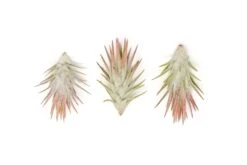 [IN BLUSH NOW!] Tillandsia Ionantha Vanhyningii Air Plant -Air Plant World Tillandsia Air Plant Ionantha Vanhyningii 2