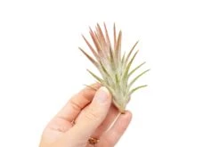 [IN BLUSH NOW!] Tillandsia Ionantha Vanhyningii Air Plant