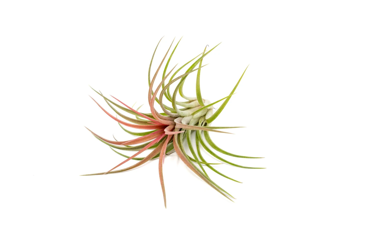 TIllandsia Ionantha Brachycaulos X Ionantha 'Victoriana' Air Plants 1 TIllandsia Ionantha Brachycaulos X Ionantha 'Victoriana' Air Plants