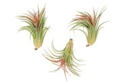 TIllandsia Ionantha Brachycaulos X Ionantha 'Victoriana' Air Plants 9 TIllandsia Ionantha Brachycaulos X Ionantha 'Victoriana' Air Plants -Air Plant World Tillandsia Air Plant Ionantha Victoriana 2 449f6d93 2fd9 4751 ac08 b78d728351ea