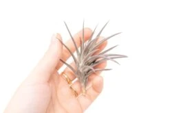 [IN BLUSH NOW!] Purple Tillandsia Jonesii Air Plant