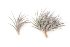[IN BLUSH NOW!] Purple Tillandsia Jonesii Air Plant -Air Plant World Tillandsia Air Plant Jonesii 2