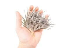 [IN BLUSH NOW!] Purple Tillandsia Jonesii Air Plant -Air Plant World Tillandsia Air Plant Jonesii Clump 1