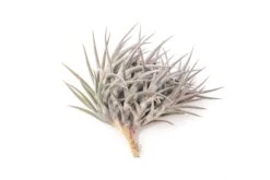 [IN BLUSH NOW!] Purple Tillandsia Jonesii Air Plant -Air Plant World Tillandsia Air Plant Jonesii Clump 2