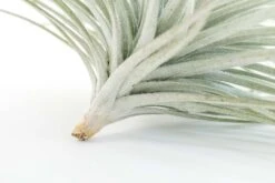 Giant Tillandsia Tectorum Ecuador Air Plants -Air Plant World Tillandsia Air Plant Jumbo Tectorum 10 6d127370 d4a4 4064 8054 a63a0bf26649