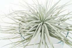 Giant Tillandsia Tectorum Ecuador Air Plants -Air Plant World Tillandsia Air Plant Jumbo Tectorum 6 fcf6537f ac00 4950 b43a 7323fc4f497f