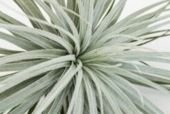 Giant Tillandsia Tectorum Ecuador Air Plants -Air Plant World Tillandsia Air Plant Jumbo Tectorum 8 e27731b2 61fd 4ce4 bf47 27d9000a37d4