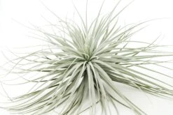 Giant Tillandsia Tectorum Ecuador Air Plants -Air Plant World Tillandsia Air Plant Jumbo Tectorum 9 79ffb3e4 7e46 46b1 bc45 20d429b0d586