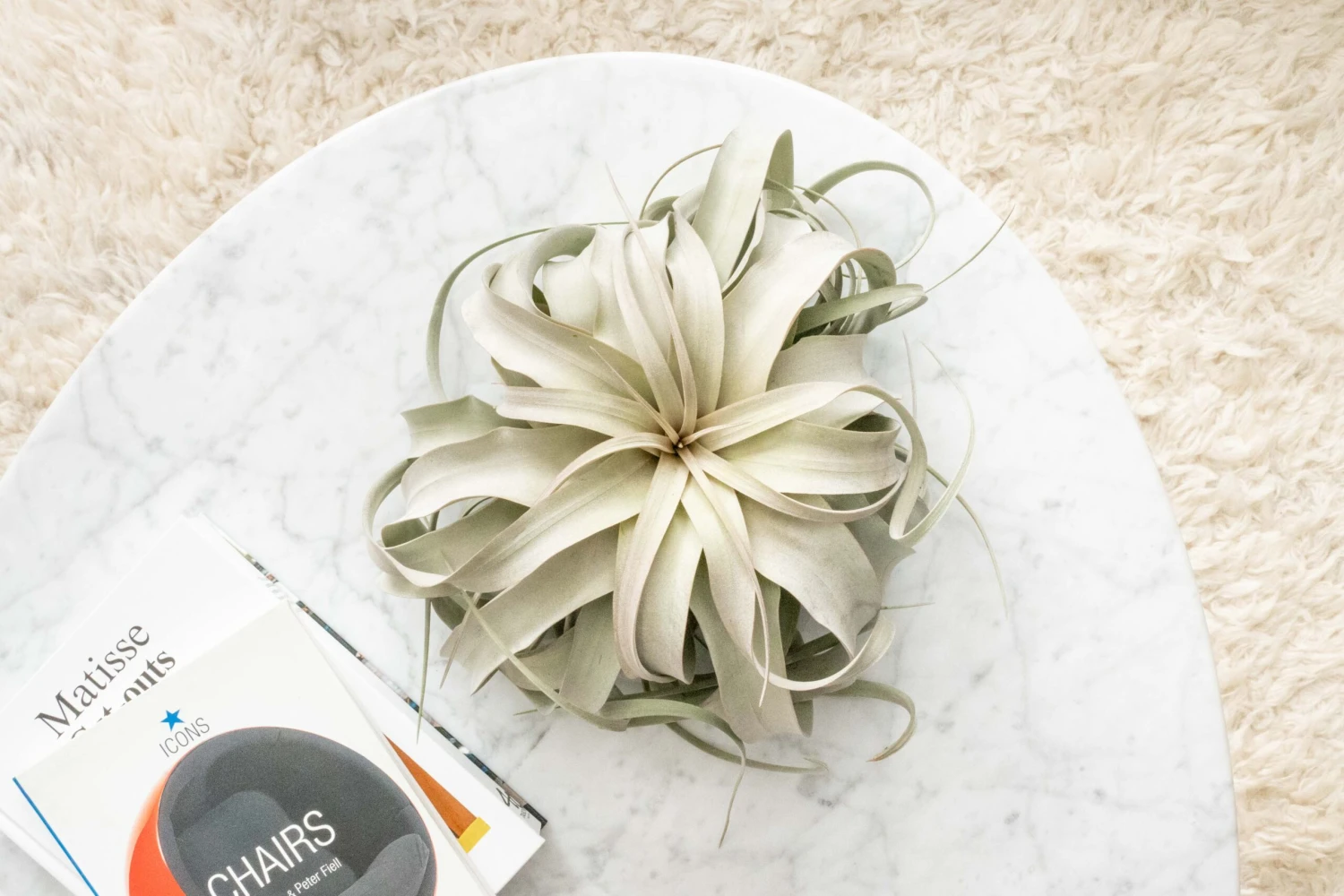 Spectacular Jumbo Tillandsia Xerographica / 8+ Inches Wide 4 Spectacular Jumbo Tillandsia Xerographica / 8+ Inches Wide - Image 4