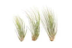 Large Tillandsia Juncea - Set Of 10, 15 Or 20 Air Plants - 50% Off -Air Plant World Tillandsia Air Plant Juncea 2
