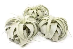 Large Tillandsia Xerographica / 6-8 Inches Wide -Air Plant World Tillandsia Air Plant Large Xerographica