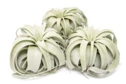 Large Tillandsia Xerographica / 6-8 Inches Wide -Air Plant World Tillandsia Air Plant Large Xerographica 1