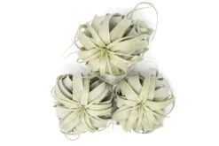 Large Tillandsia Xerographica / 6-8 Inches Wide -Air Plant World Tillandsia Air Plant Large Xerographica 2