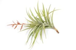 Tillandsia Latifolia Air Plants