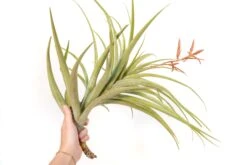 Tillandsia Latifolia Air Plants -Air Plant World Tillandsia Air Plant Latifolia 5 1