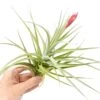 Tillandsia Leonamiana Air Plant
