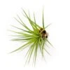 Large Tillandsia Melanocrater Tricolor Air Plants / 6-8 Inch Plants