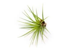 Collector's Choice Collection Of Tillandsia Air Plants -Air Plant World Tillandsia Air Plant Melanocrater 1 a2df42d9 05e4 4a21 9c03 a9eb881fad8c