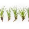 SALE - Tillandsia Melanocrater Tricolor Air Plants - Set Of 10, 20 Or 30 - 70% Off