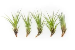 SALE - Tillandsia Melanocrater Tricolor Air Plants - Set Of 10, 20 Or 30 - 70% Off