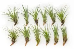 SALE - Tillandsia Melanocrater Tricolor Air Plants - Set Of 10, 20 Or 30 - 70% Off -Air Plant World Tillandsia Air Plant Melanocrater 6