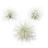 3 Tillandsia Tectorum Ecuador Air Plants For $12