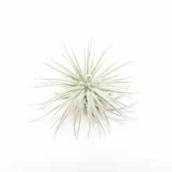 3 Tillandsia Tectorum Ecuador Air Plants For $12 -Air Plant World Tillandsia Air Plant Mini Tectorum 2