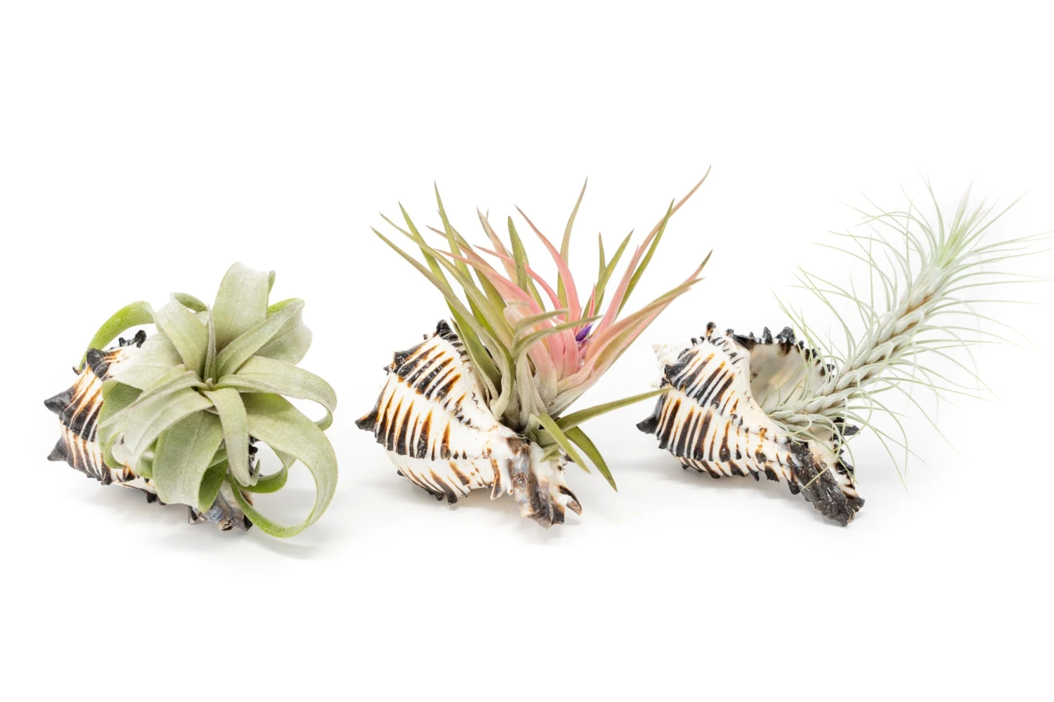 Black Murex Seashell With Assorted Tillandsia Air Plant 1 Black Murex Seashell With Assorted Tillandsia Air Plant