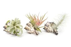Black Murex Seashells With Tillandsia Streptophylla, Velutina, & Funckiana Air Plants
