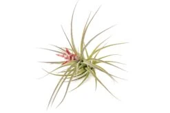 [IN BLOOM NOW!] Tillandsia Murorum Air Plant -Air Plant World Tillandsia Air Plant Murorum 4