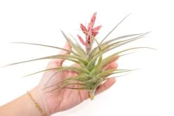 [IN BLOOM NOW!] Tillandsia Murorum Air Plant -Air Plant World Tillandsia Air Plant Murorum 5