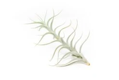 Tillandsia Albida 'Minor' Air Plants -Air Plant World Tillandsia Air Plant Premium Albida2