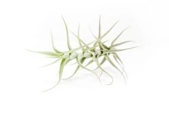 Tillandsia Albida 'Minor' Air Plants -Air Plant World Tillandsia Air Plant Premium Albida3
