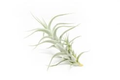 Tillandsia Albida 'Minor' Air Plants -Air Plant World Tillandsia Air Plant Premium Albida5