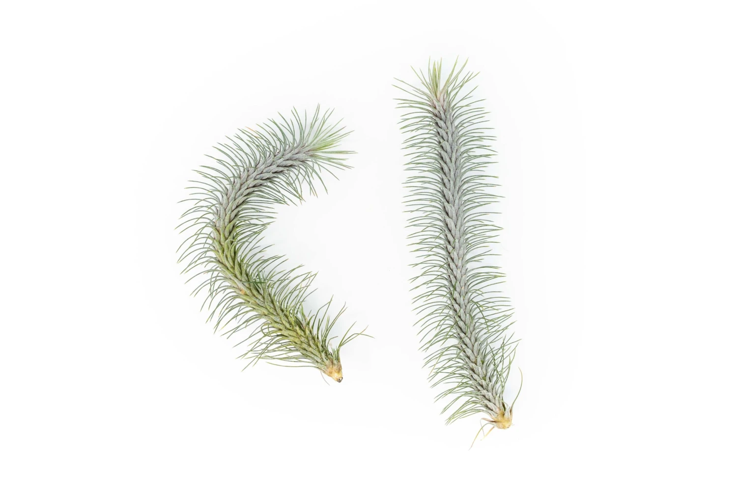 Tillandsia Funckiana V. Recurvifolia Air Plant 2 Tillandsia Funckiana V. Recurvifolia Air Plant - Image 2