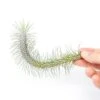 Tillandsia Funckiana V. Recurvifolia Air Plant