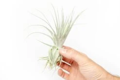 Tillandsia Gardneri - Various Ecotypes -Air Plant World Tillandsia Air Plant Premium Gardneri2