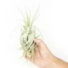 Tillandsia Gardneri - Various Ecotypes